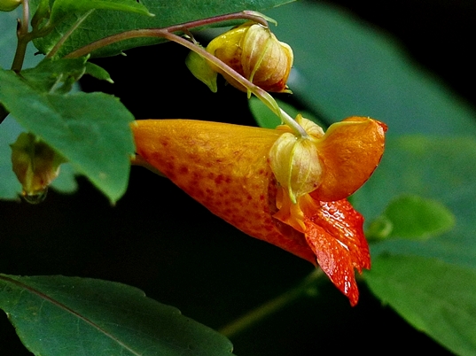 {Impatiens capensis}